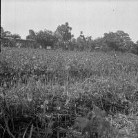 Images for this item