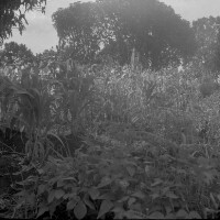 Images for this item