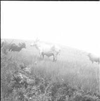 Images for this item